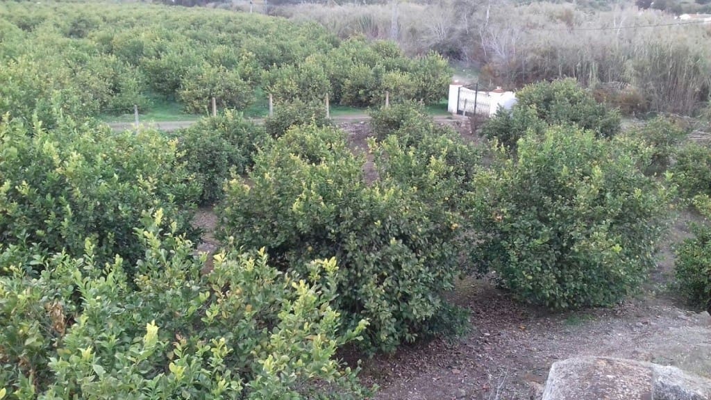 3 slaapkamer Villa te koop in Pizarra - € 346.000 (Ref: 9111891)