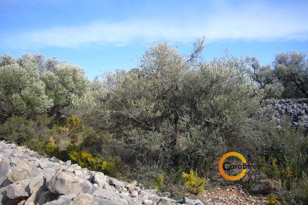 Undeveloped Land for sale in Canet lo Roig - € 21,000 (Ref: 3515518)
