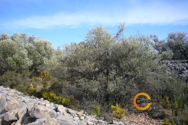 Undeveloped Land for sale in Canet lo Roig - € 21,000 (Ref: 3515518)