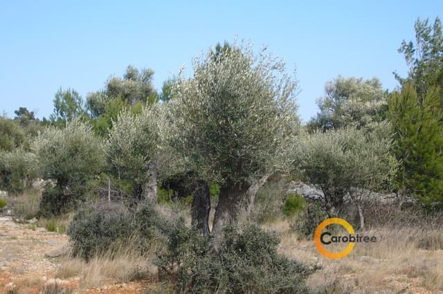 Undeveloped Land for sale in Canet lo Roig - € 21,000 (Ref: 3515518)