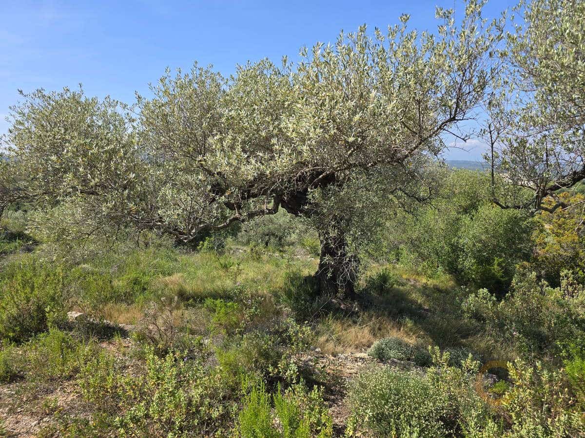 Grunde uden byggetilladelser til salg i Cervera del Maestre / Cervera del Maestrat - € 42.000 (Ref: 9802558)