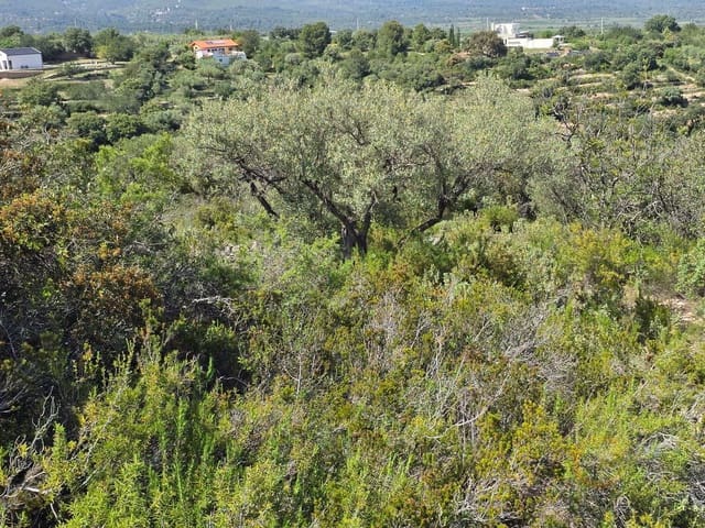 Grunde uden byggetilladelser til salg i Cervera del Maestre / Cervera del Maestrat - € 42.000 (Ref: 9802558)