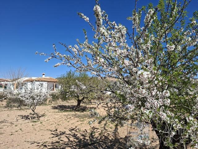 3 sypialnia Willa na sprzedaż w Albox z basenem - 298 950 € (Ref: 9639807)