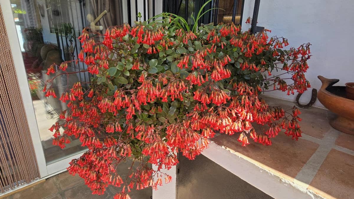 4 bedroom Finca/Country House for sale in Competa with pool garage - € 475,000 (Ref: 9759539)