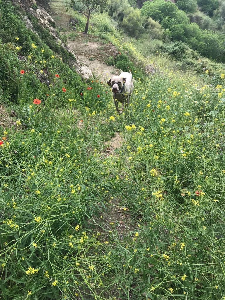 3 slaapkamer Huis voor vakantieverhuur in Pinos del Valle met zwembad garage - € 150 (Ref: 1325766)