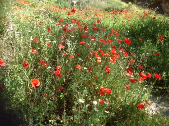 2 camera da letto Appartamento da affitare come casa vacanza in Lecrin con piscina - 150 € (Rif: 2843819)