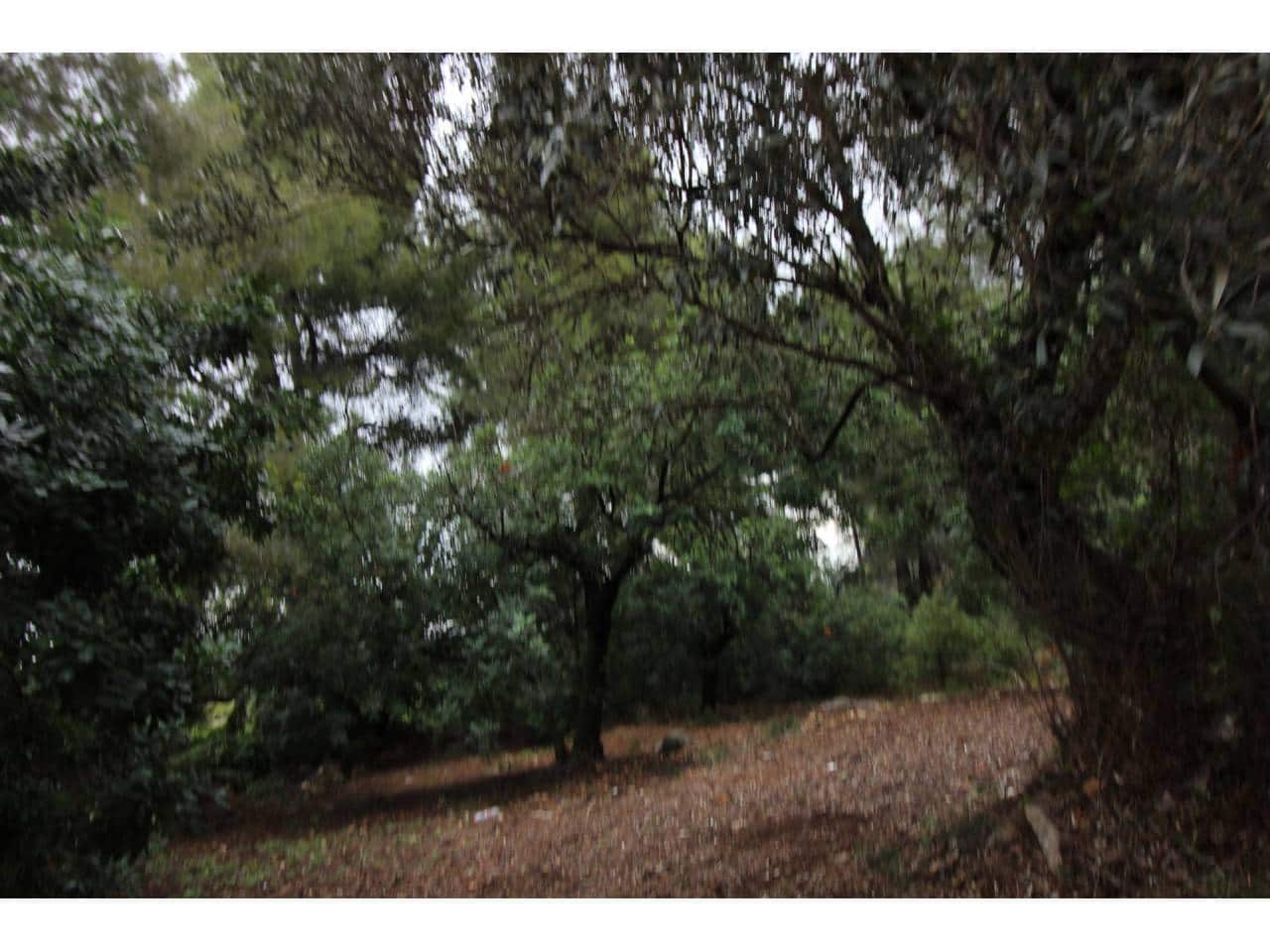 Terrain à Bâtir à vendre à Pego - 78 009 € (Ref: 3793920)