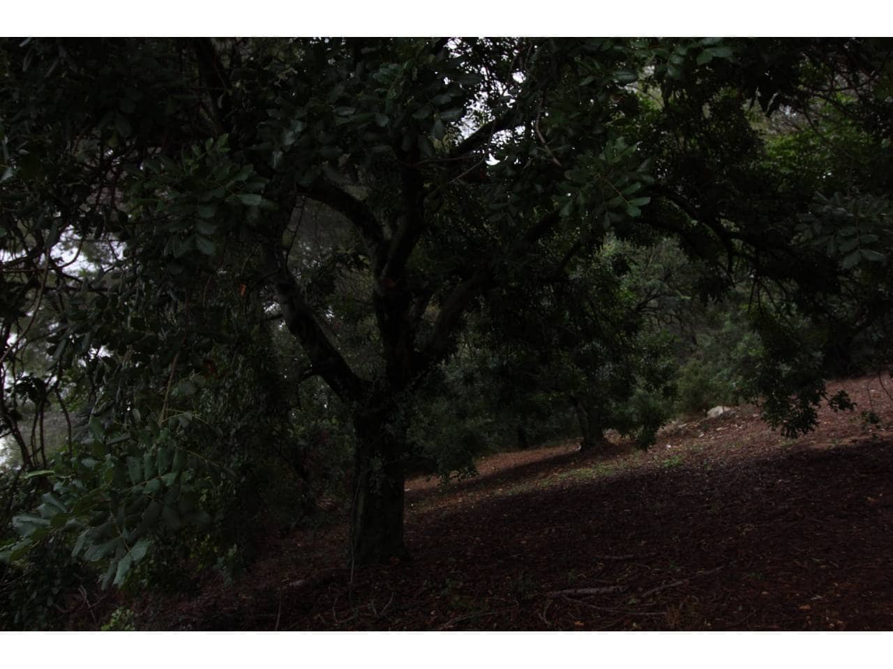 Terrain à Bâtir à vendre à Pego - 78 009 € (Ref: 3793920)