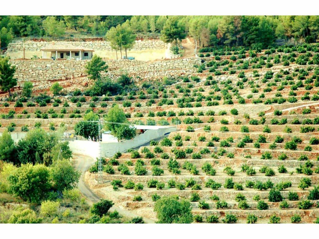 Mark till salu i Callosa d'En Sarria - 360 000 € (Ref: 5774234)