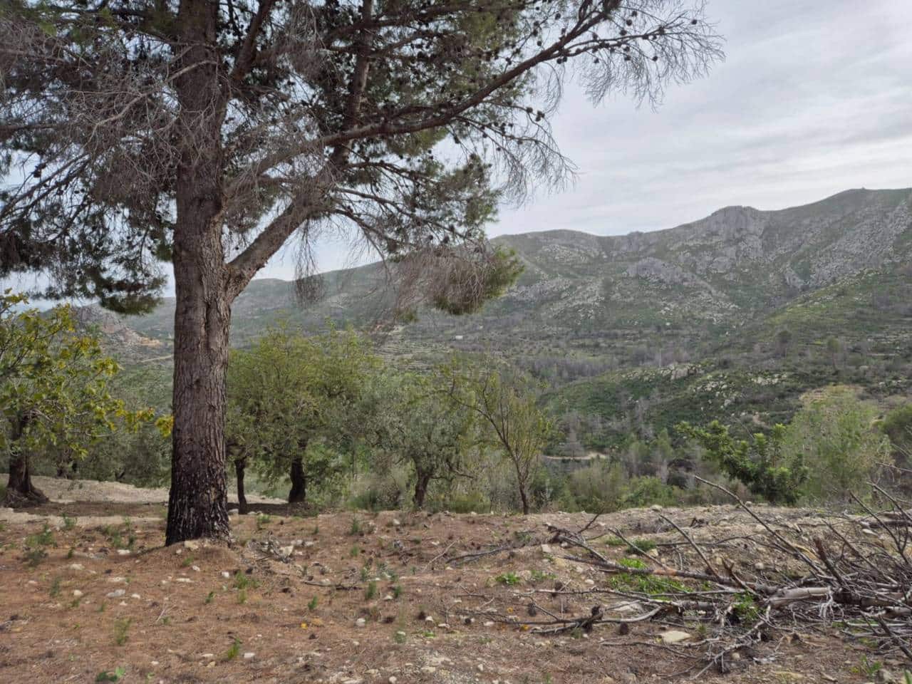 Terreno/Finca Rústica en L'Atzúvia en venta - 35.000 € (Ref: 8705768)