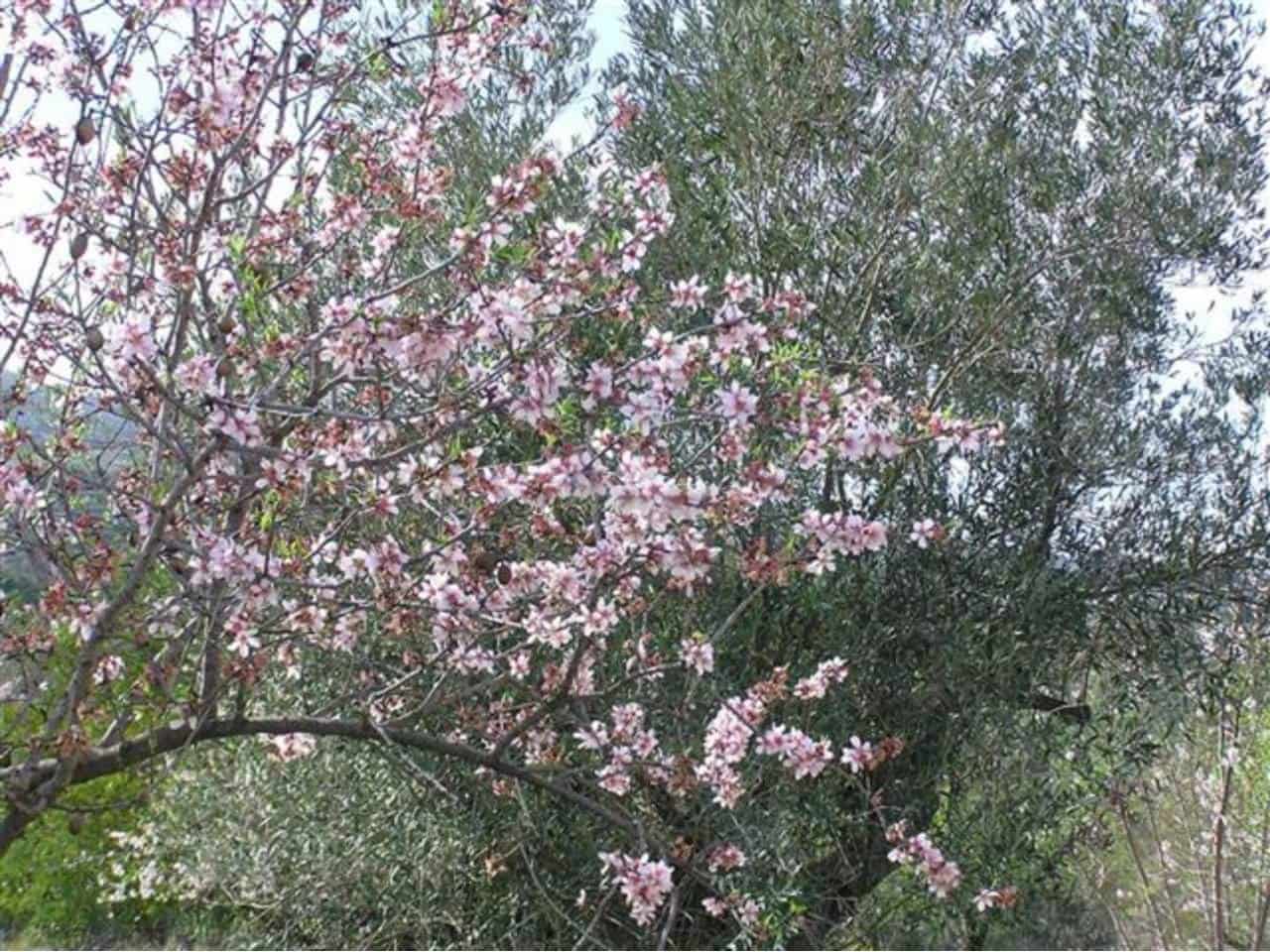 Grunde uden byggetilladelser til salg i Guadalest - € 95.000 (Ref: 9002469)