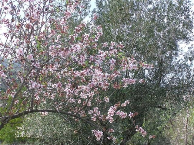 Grond te koop in Guadalest - € 95.000 (Ref: 9002469)