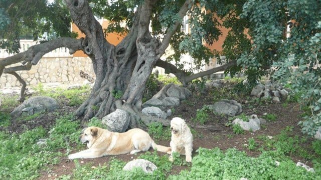 4 camera da letto Finca/Casa di Campagna in vendita in Denia - 475.000 € (Rif: 4345335)