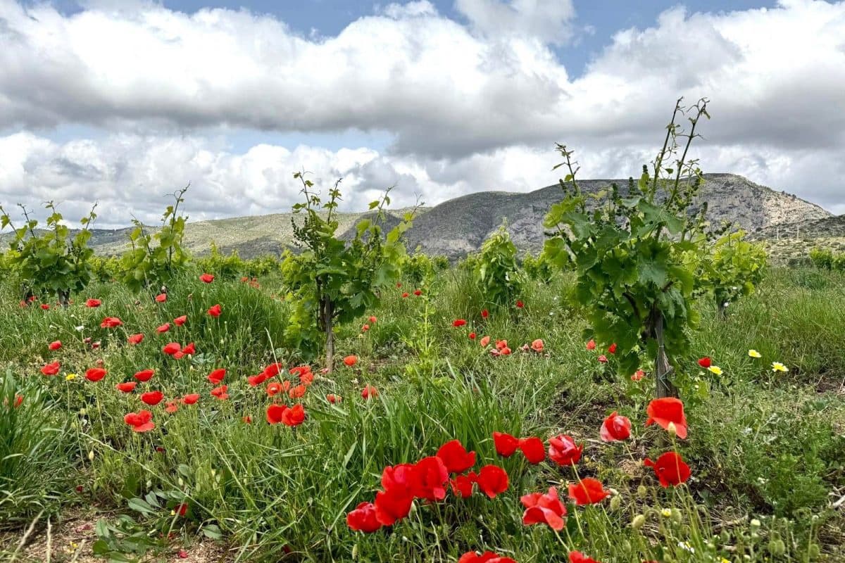 4 sovrum Finca/Hus på landet till salu i Teulada - 525 000 € (Ref: 9117973)