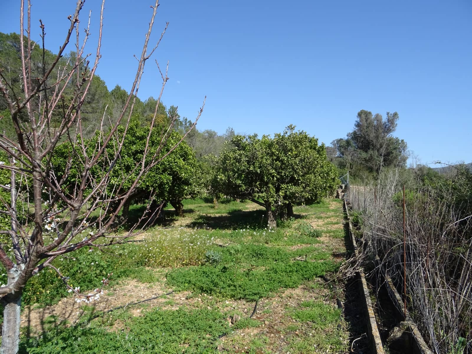 Grunde uden byggetilladelser til salg i Alcalali / Alcanali - € 55.000 (Ref: 247741)