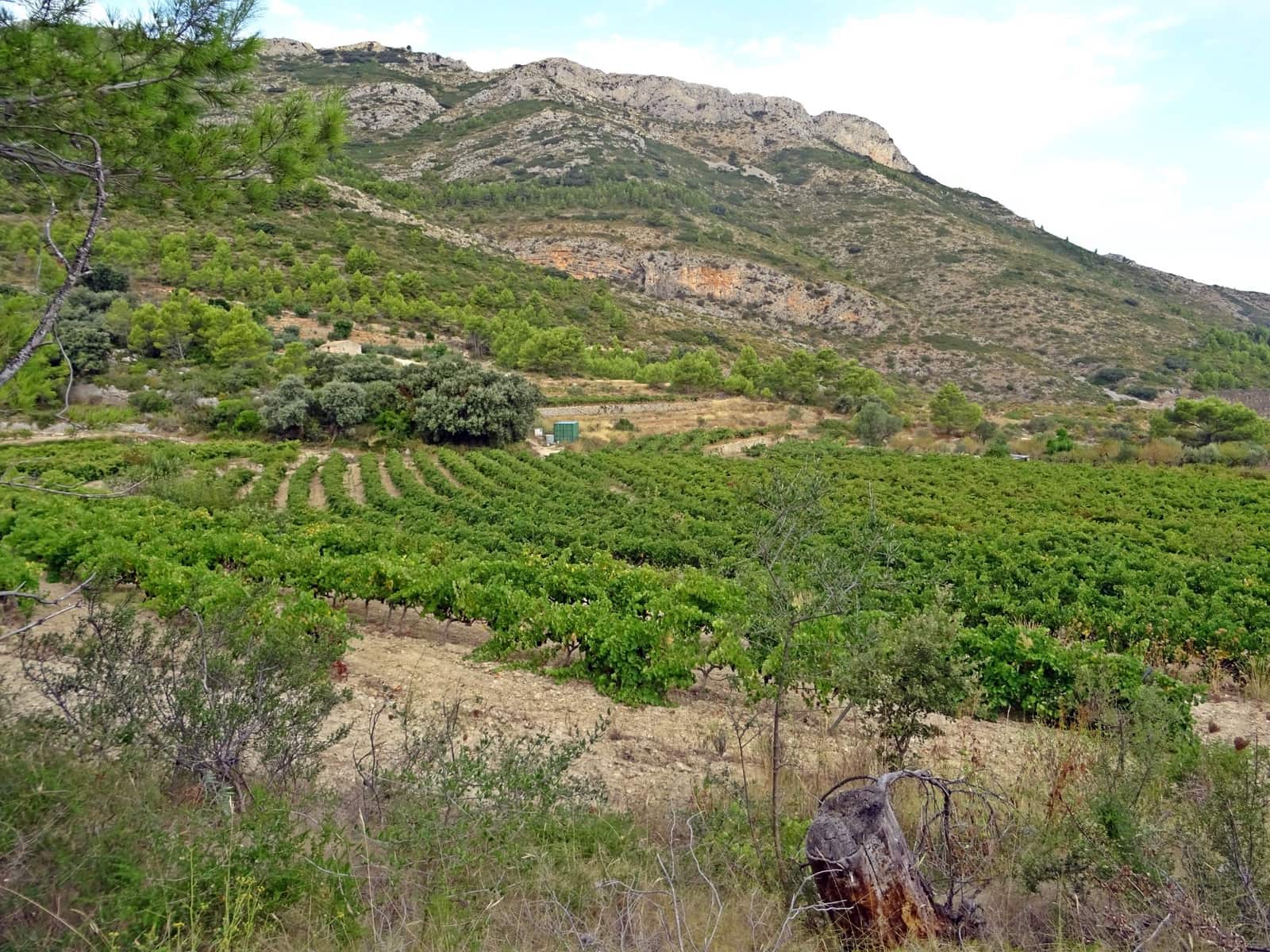 Business for sale in Jalon / Xalo - € 360,000 (Ref: 265134)