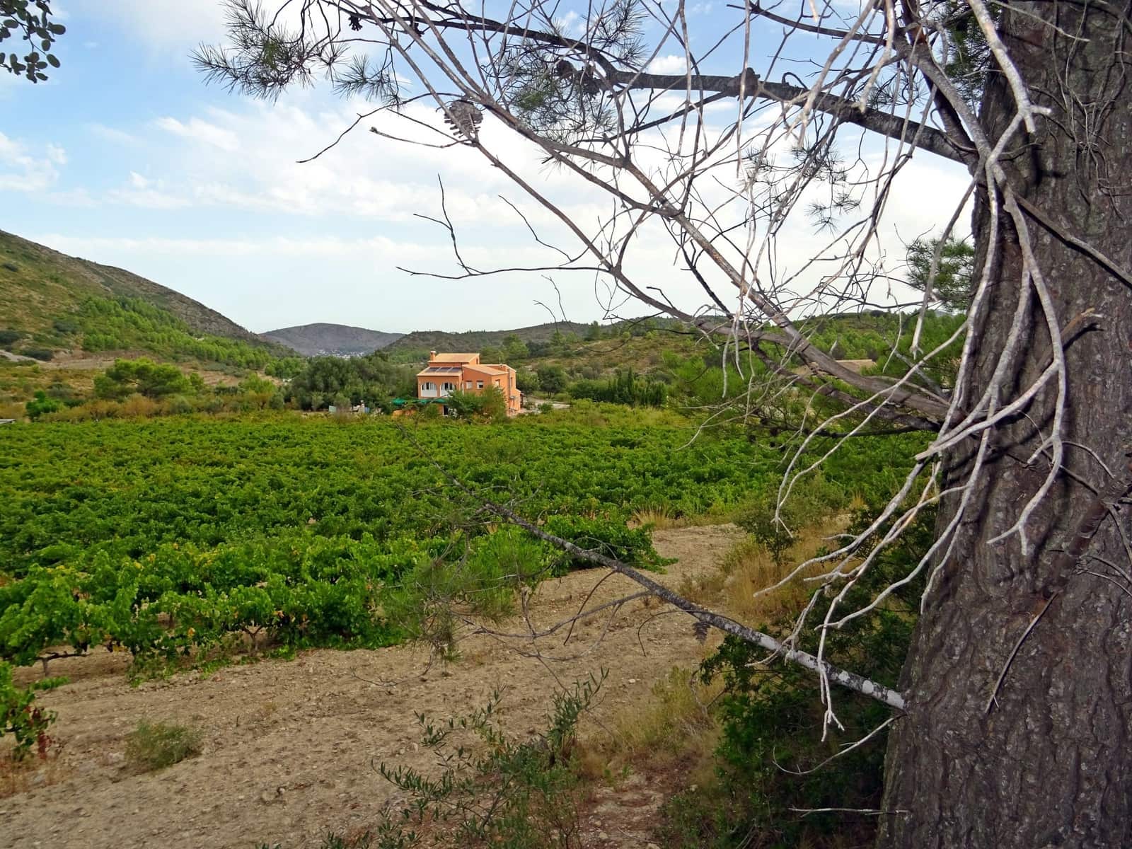 Business for sale in Jalon / Xalo - € 360,000 (Ref: 265134)