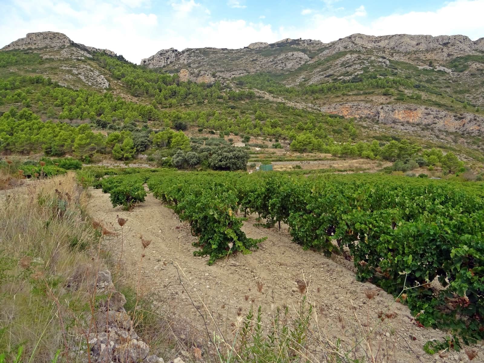 Business for sale in Jalon / Xalo - € 360,000 (Ref: 265134)