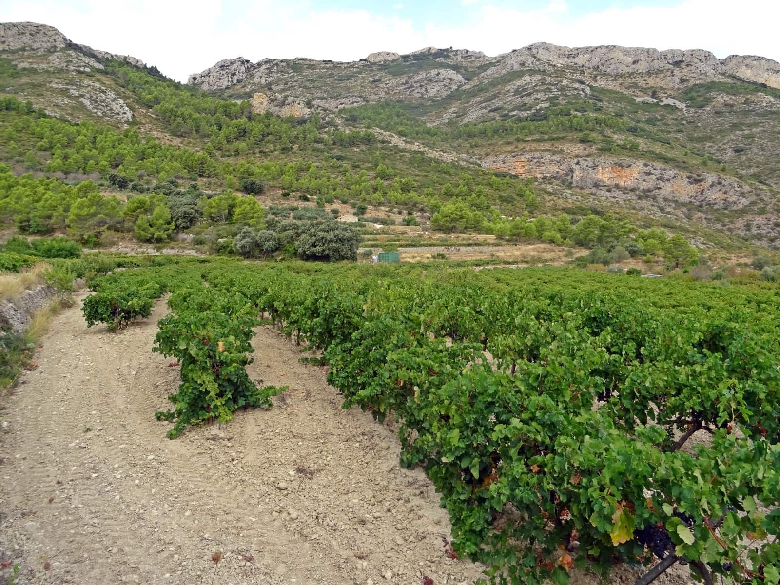 Business for sale in Jalon / Xalo - € 360,000 (Ref: 265134)