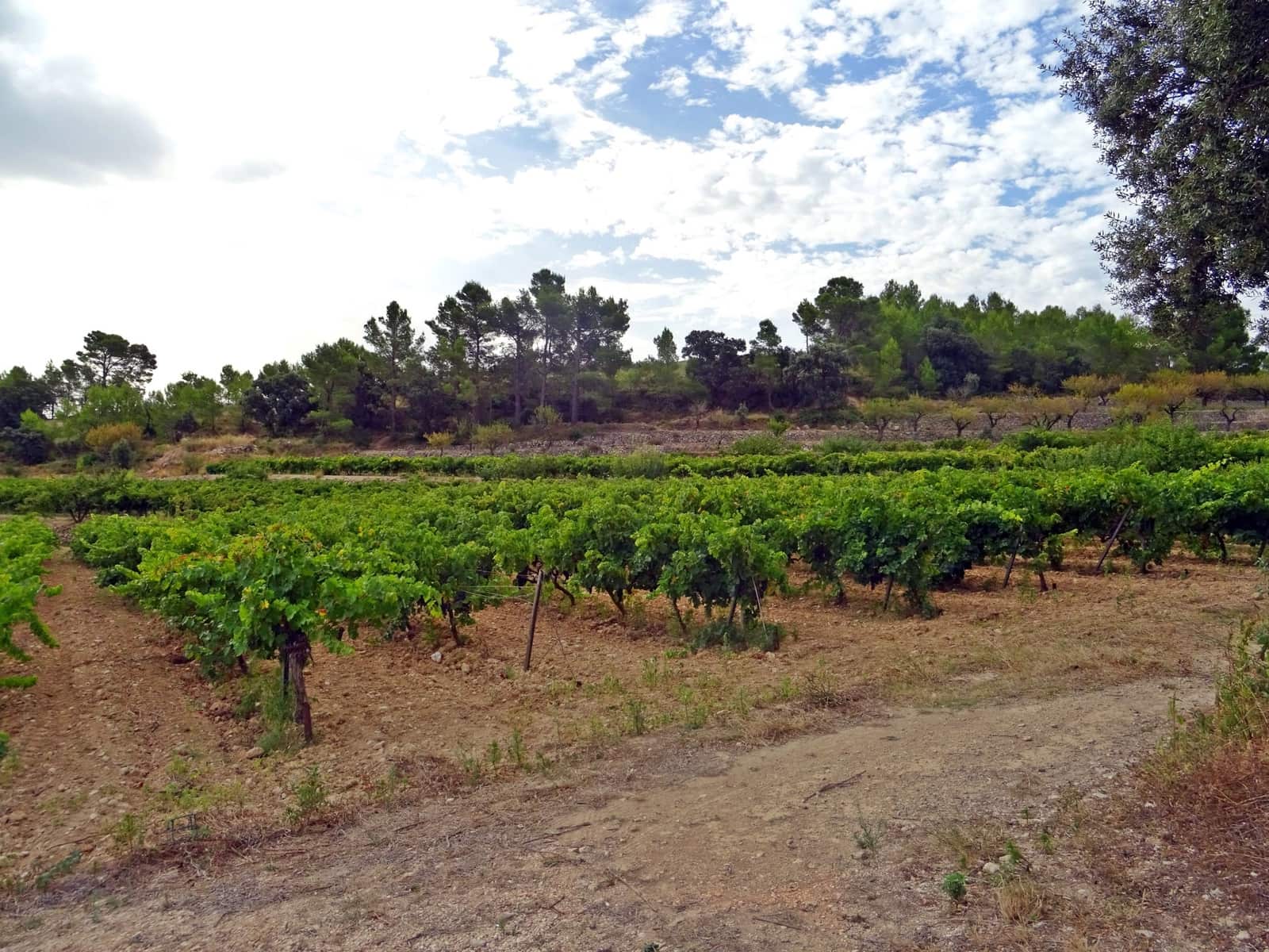 Business for sale in Jalon / Xalo - € 360,000 (Ref: 265134)