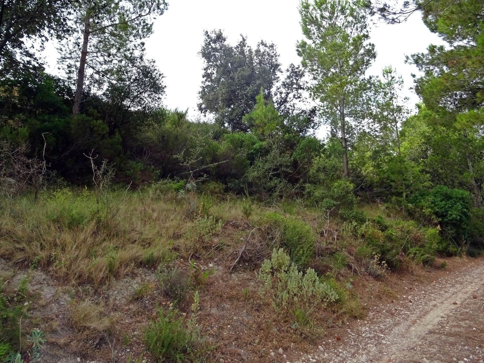 Business for sale in Jalon / Xalo - € 360,000 (Ref: 265134)