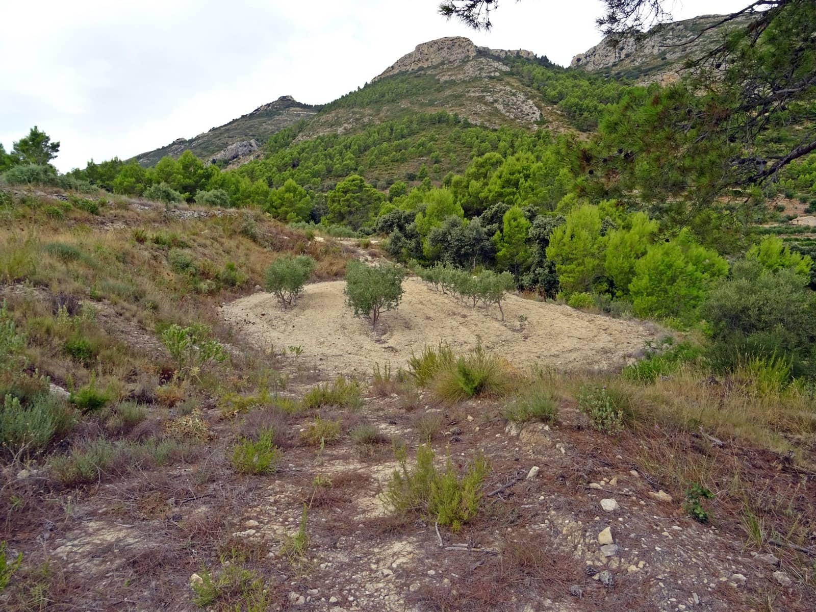 Business for sale in Jalon / Xalo - € 360,000 (Ref: 265134)