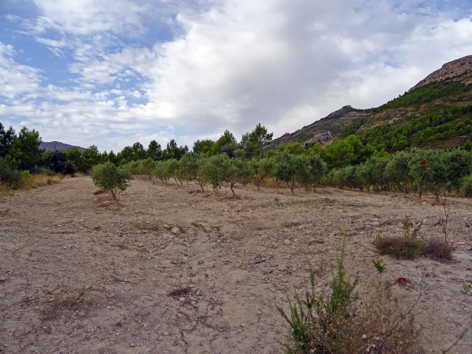 Business for sale in Jalon / Xalo - € 360,000 (Ref: 265134)