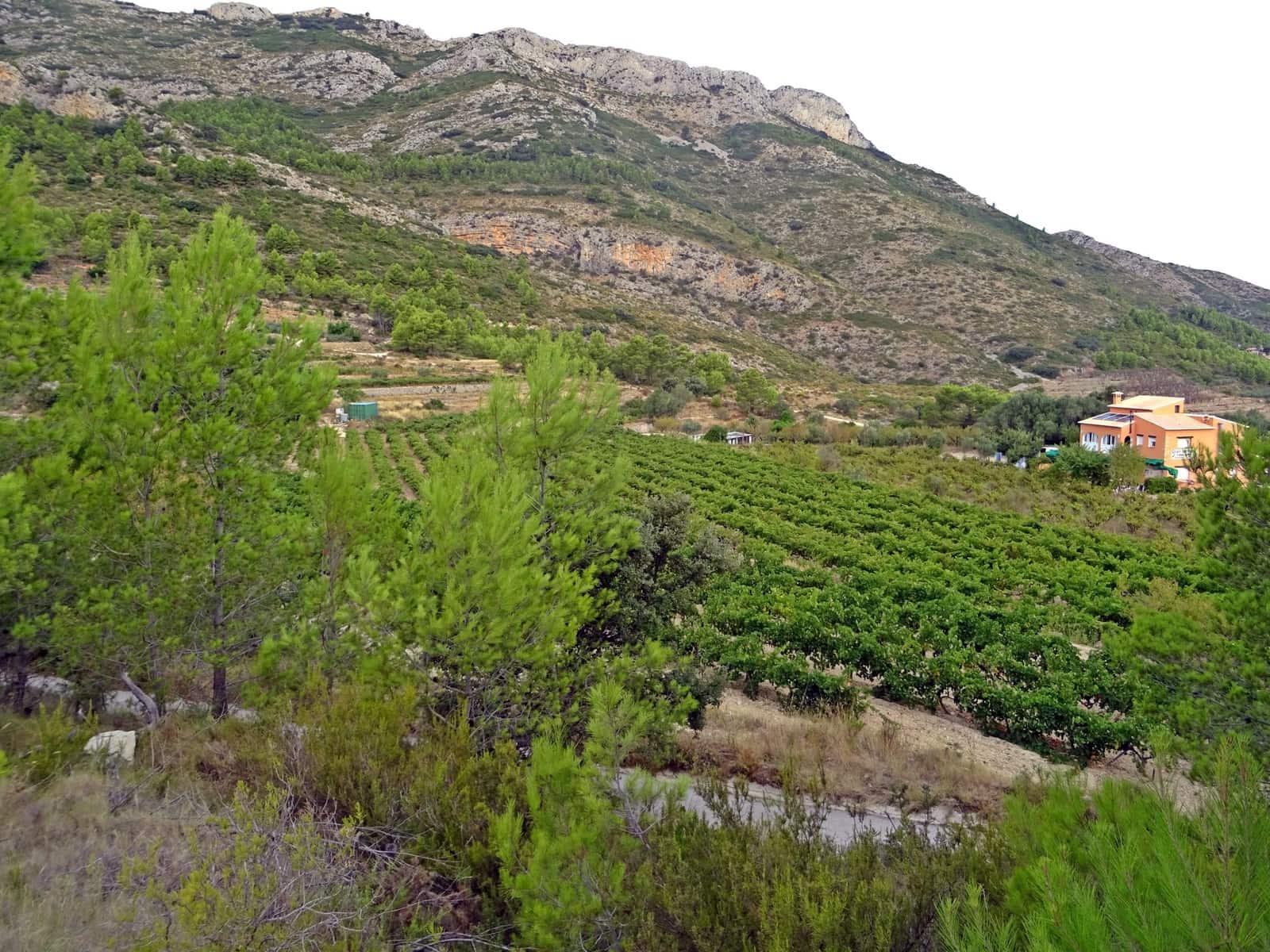 Business for sale in Jalon / Xalo - € 360,000 (Ref: 265134)