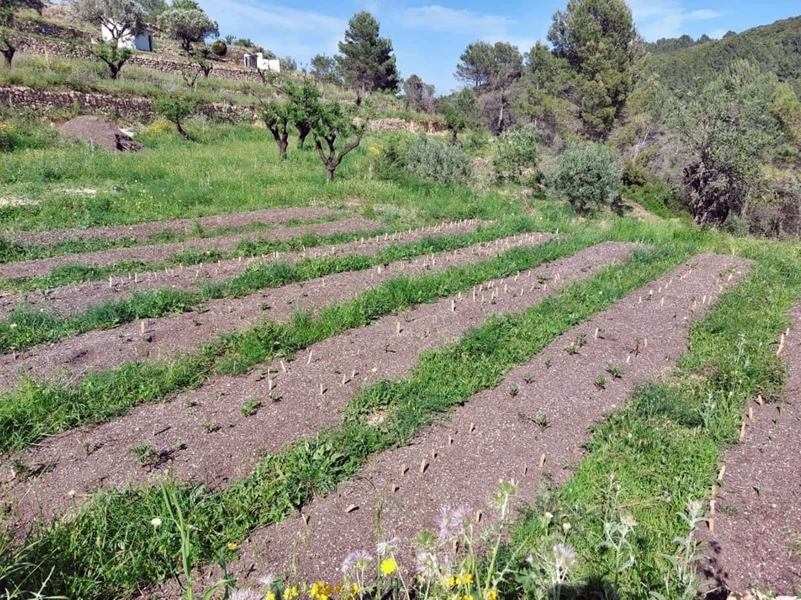 Finca/Landehus til salg i Jalon / Xalo - € 149.000 (Ref: 283782)