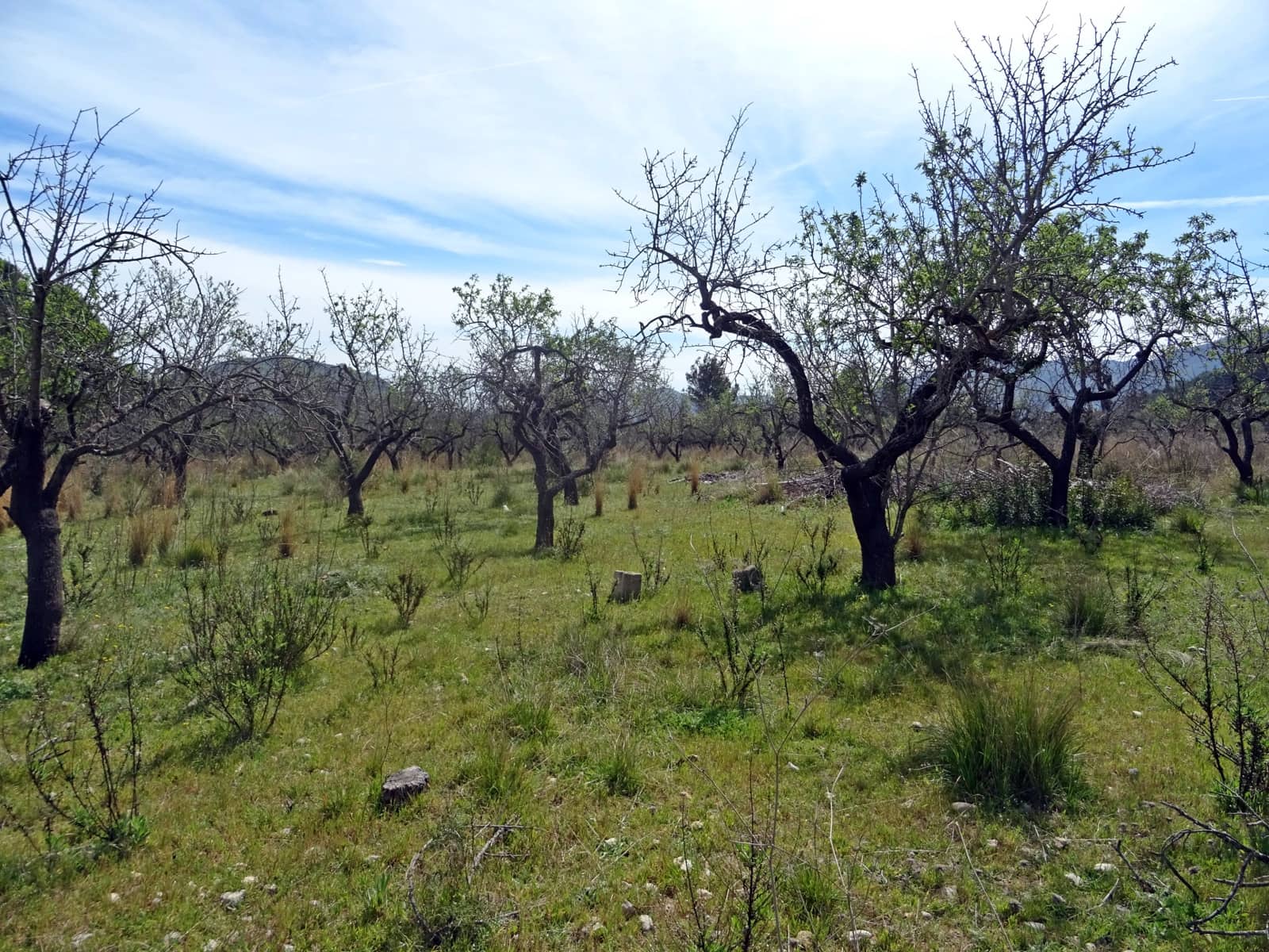 Building Plot for sale in Murla - € 100,000 (Ref: 283784)