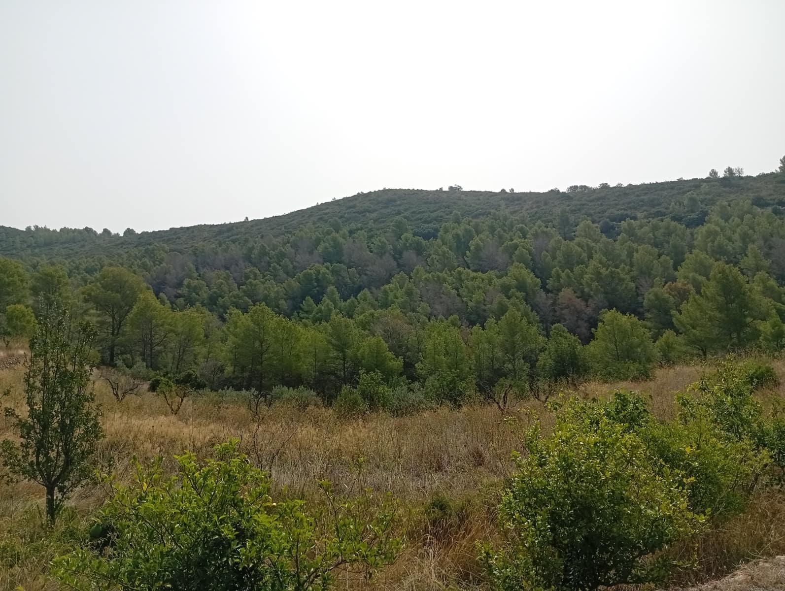 2 soveværelse Finca/Landehus til salg i Jalon / Xalo - € 263.000 (Ref: 714508)