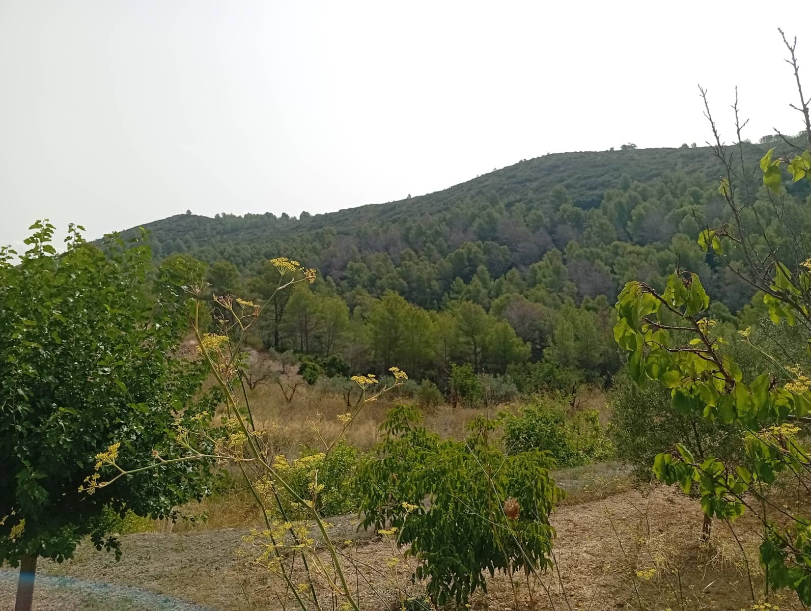 2 soveværelse Finca/Landehus til salg i Jalon / Xalo - € 263.000 (Ref: 714508)