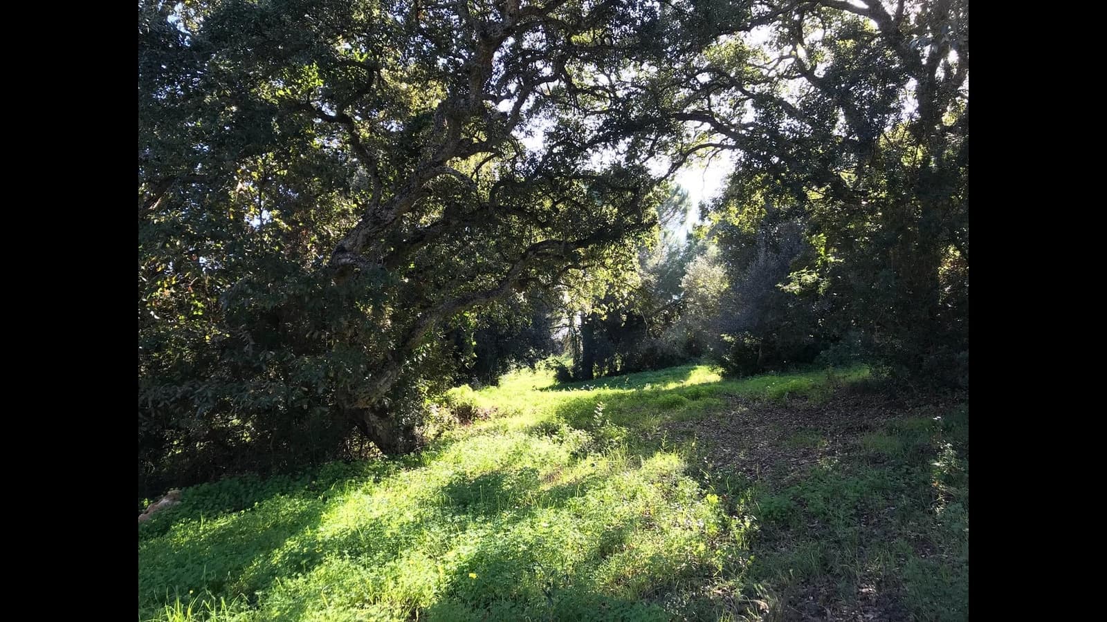 Building Plot for sale in Sotogrande - € 490,000 (Ref: 9859678)