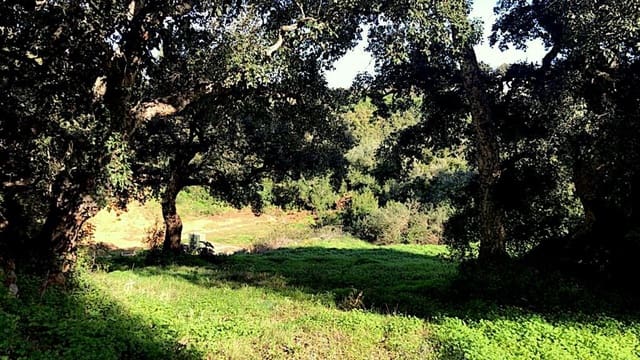 Terrain à Bâtir à vendre à Sotogrande, San Roque - 490 000 € (Ref: 9859678)