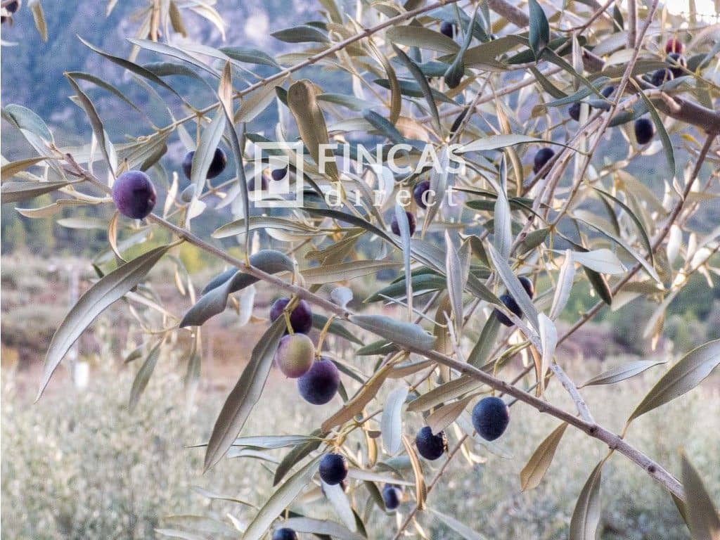 2 soveværelse Finca/Landehus til salg i Benifallet med garage - € 125.000 (Ref: 8426738)