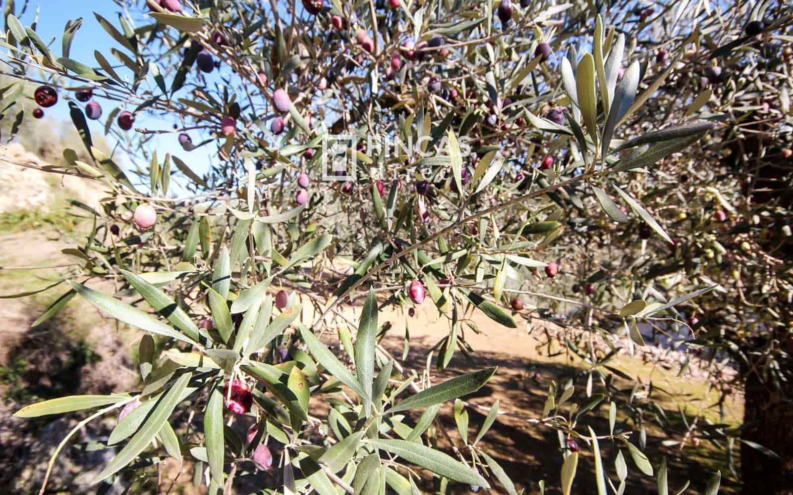 1 bedroom Finca/Country House for sale in Tortosa - € 130,000 (Ref: 9618064)