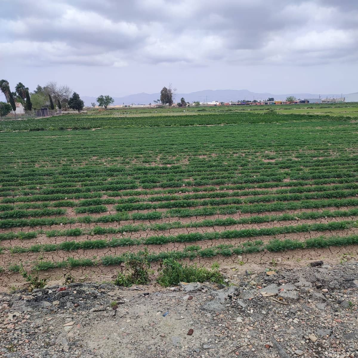 Ruin for sale in Dolores - € 120,000 (Ref: 9948501)