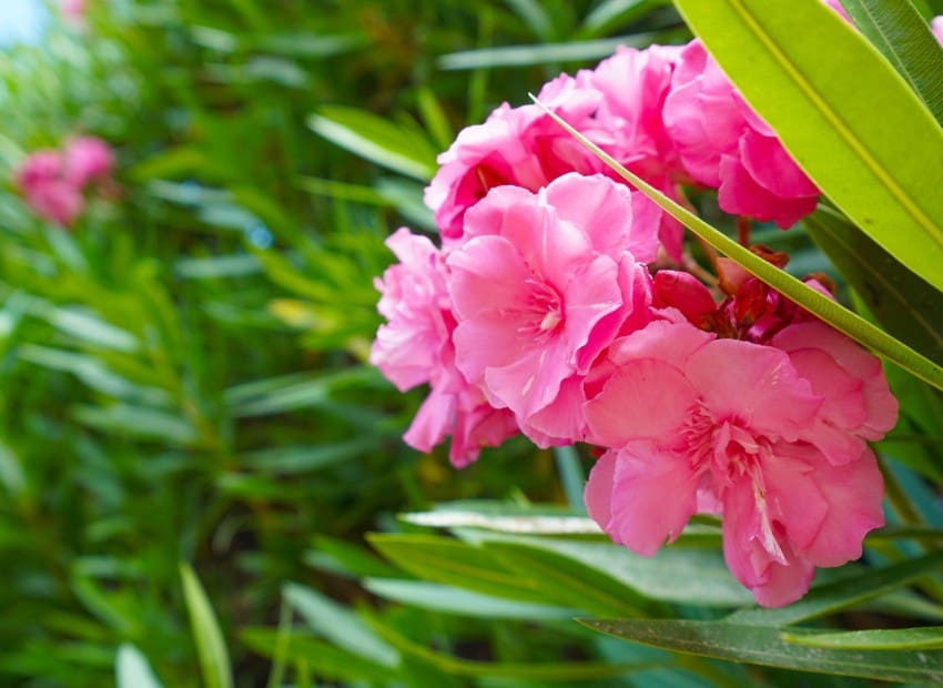 5 sovrum Villa till salu i Els Poblets med pool - 765 000 € (Ref: 9066971)