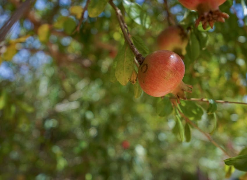 3 chambre Villa/Maison à vendre à Javea / Xabia avec piscine - 620 000 € (Ref: 9231266)