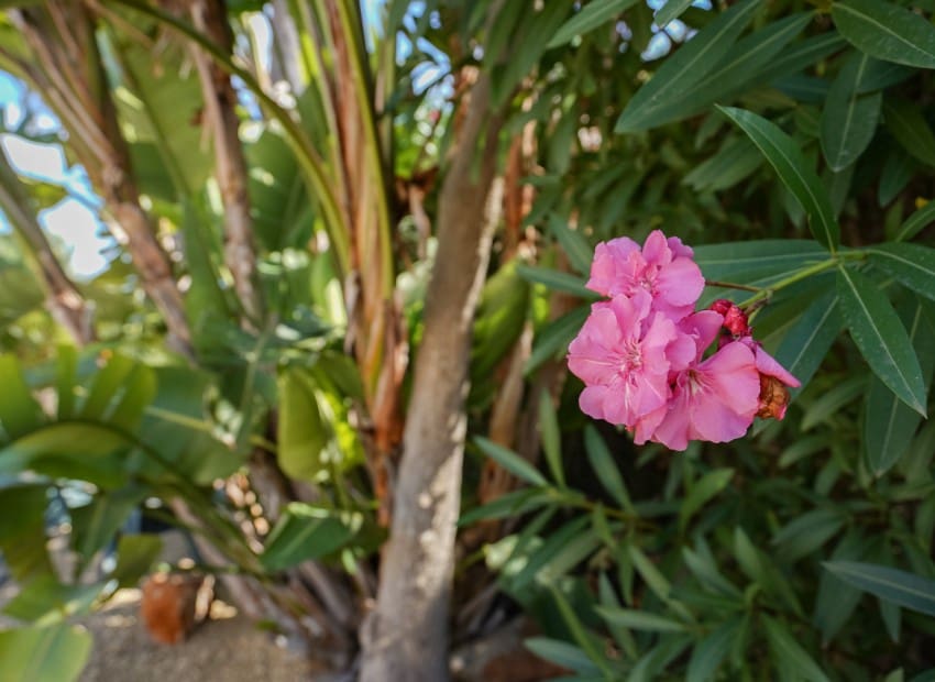 3 chambre Villa/Maison à vendre à Javea / Xabia avec piscine - 795 000 € (Ref: 9309342)