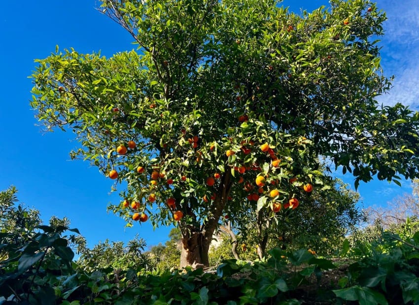 4 makuuhuone Huvila myytävänä paikassa Polop mukana uima-altaan 
autotalli - 375 000 € (Ref: 9570283)