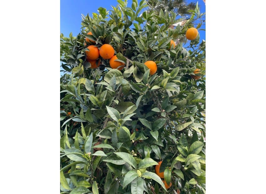 5 soveværelse Villa til salg i La Nucia med swimmingpool garage - € 595.000 (Ref: 9572297)