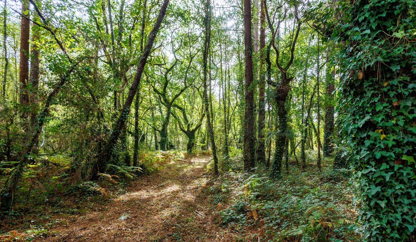 Finca/Casa Rural de 5 habitaciones en Begonte en venta con garaje - 599.000 € (Ref: 10185906)