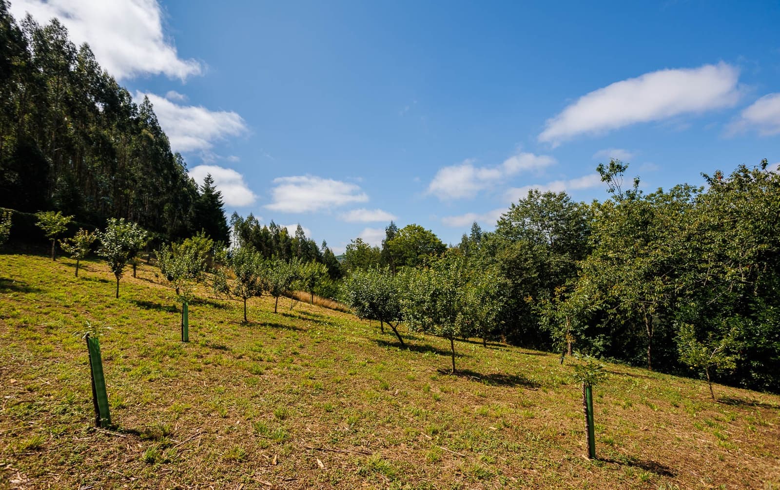 5 soveværelse Finca/Landehus til salg i Riotorto - € 145.000 (Ref: 8449548)