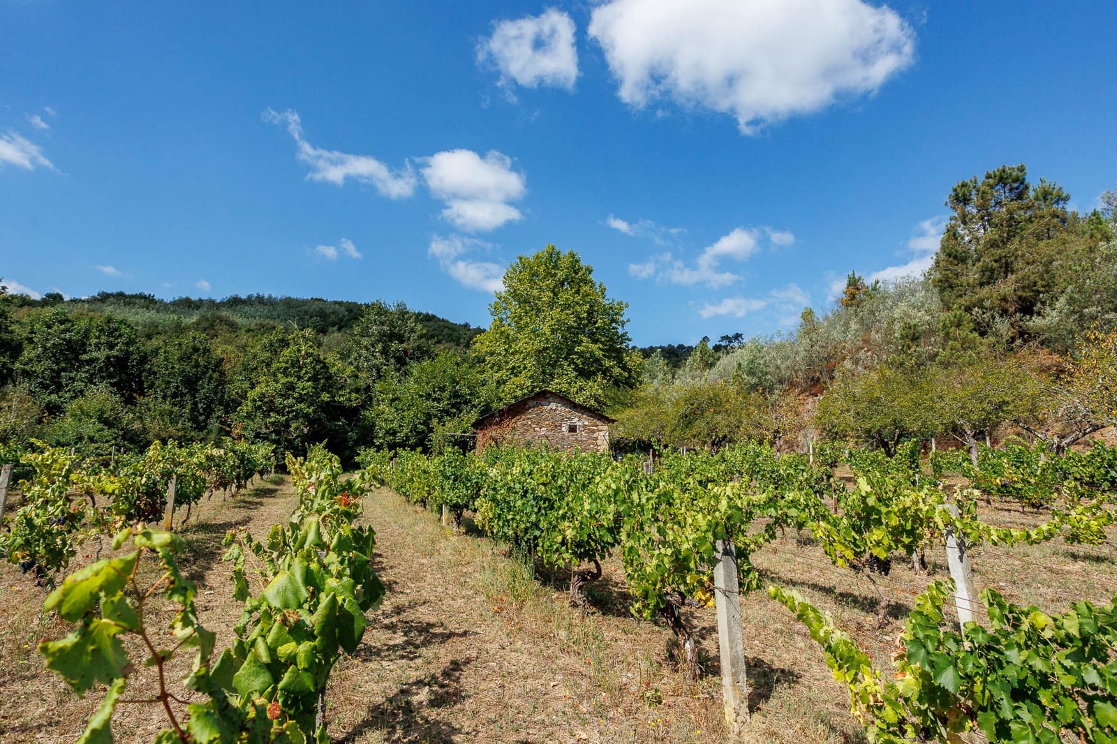 1 soveværelse Virksomhed til salg i Monforte de Lemos - € 69.900 (Ref: 8449561)
