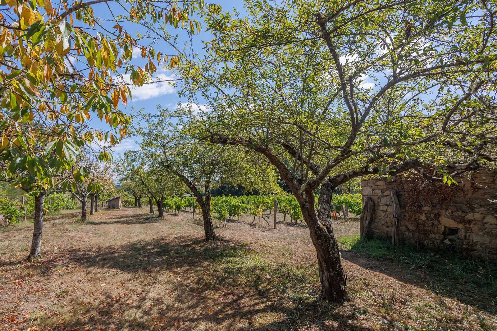 1 soveværelse Virksomhed til salg i Monforte de Lemos - € 69.900 (Ref: 8449561)