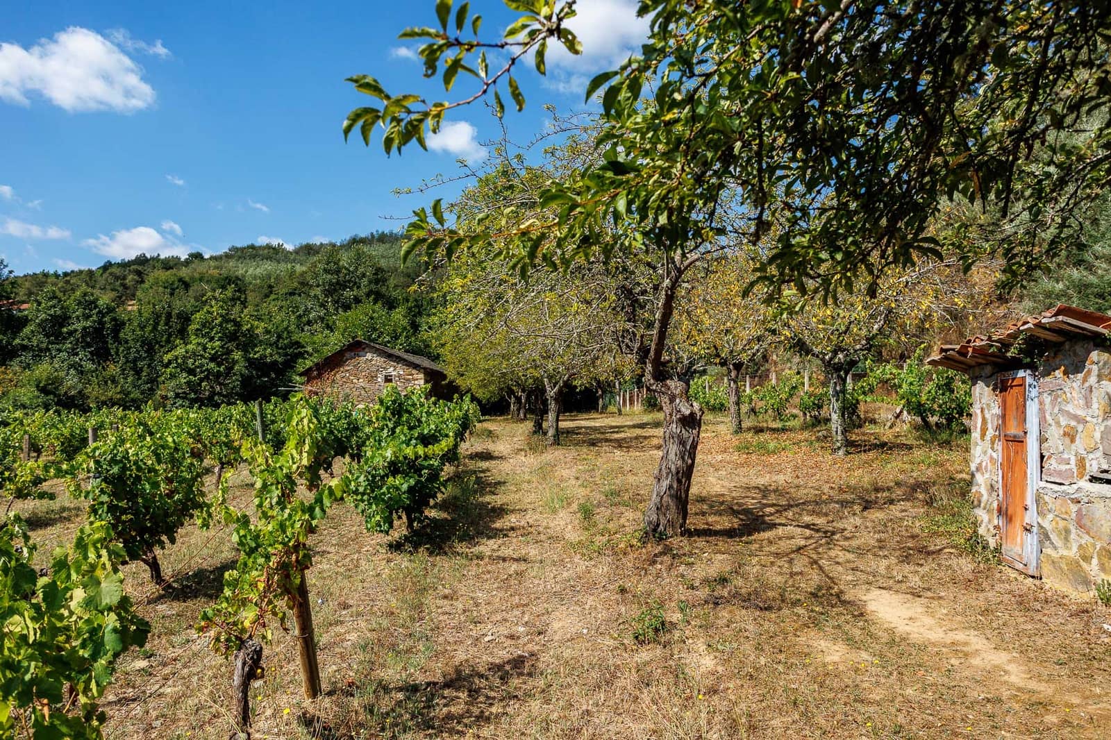1 soveværelse Virksomhed til salg i Monforte de Lemos - € 69.900 (Ref: 8449561)