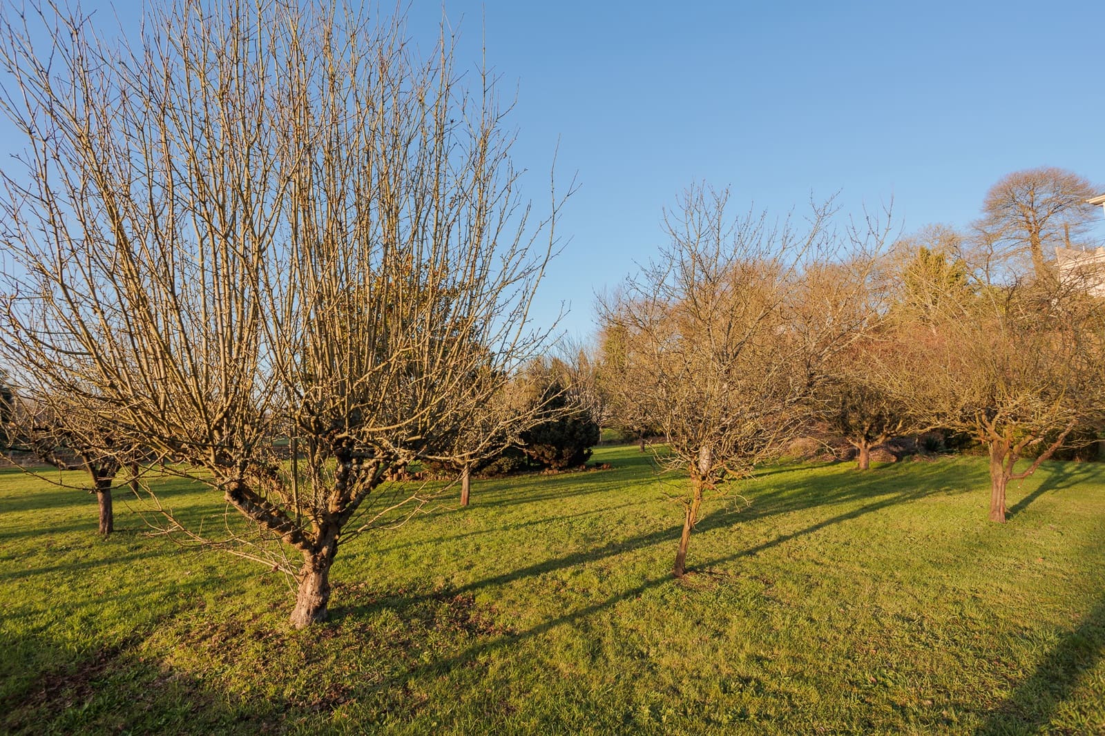 7 soveværelse Finca/Landehus til salg i Castro de Rei - € 299.000 (Ref: 8449601)