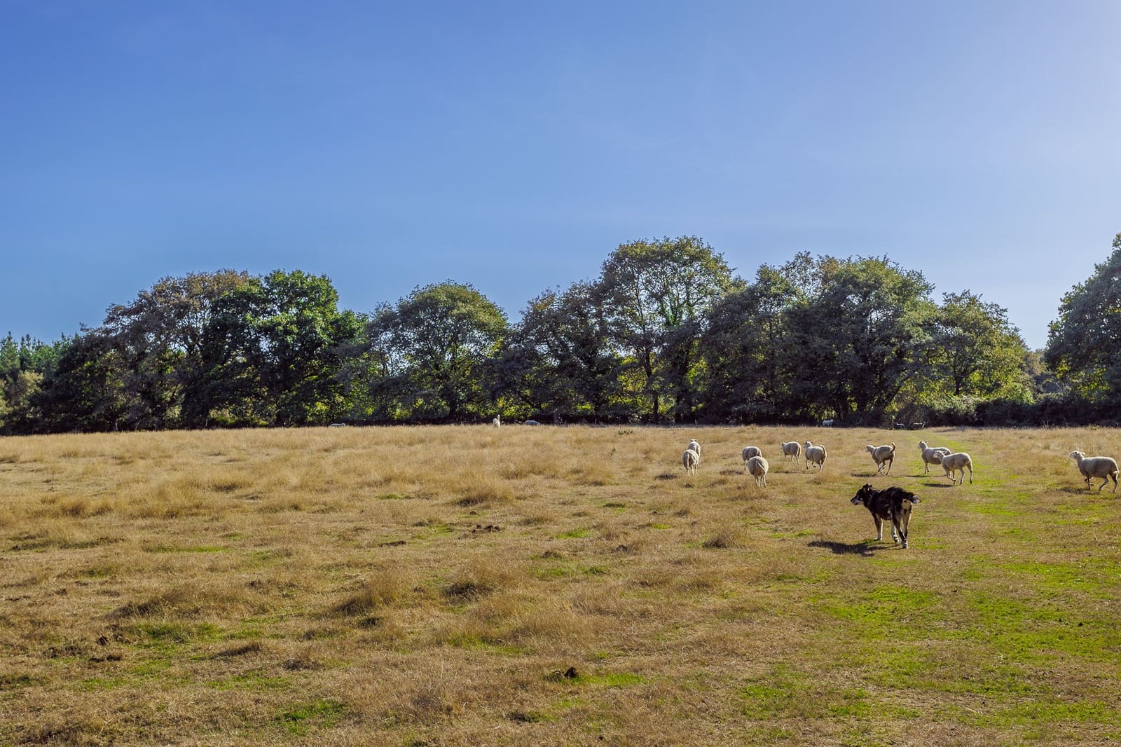 6 chambre Finca/Maison de Campagne à vendre à Outeiro de Rei - 2 500 000 € (Ref: 8630164)