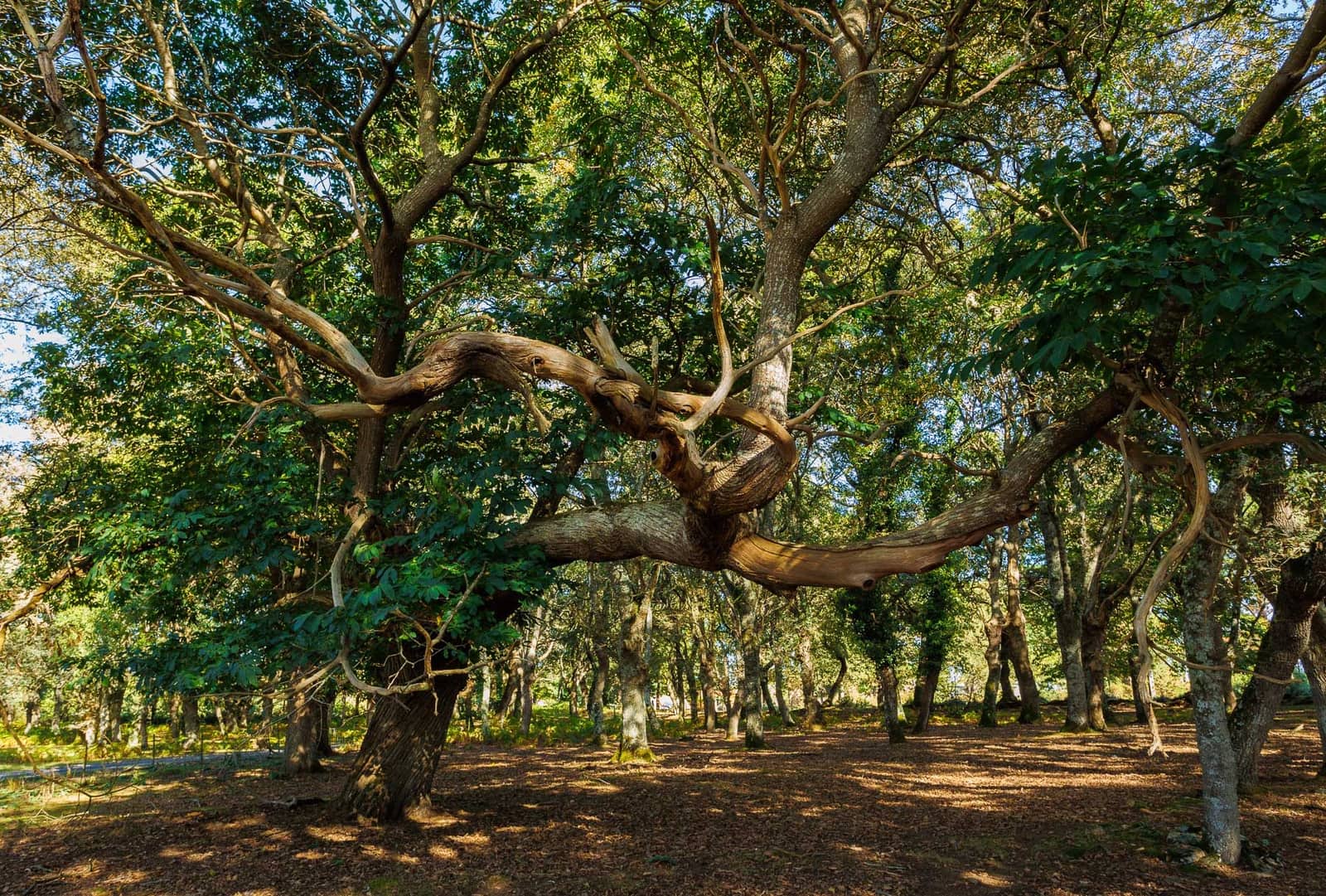 6 chambre Finca/Maison de Campagne à vendre à Outeiro de Rei - 2 500 000 € (Ref: 8630164)
